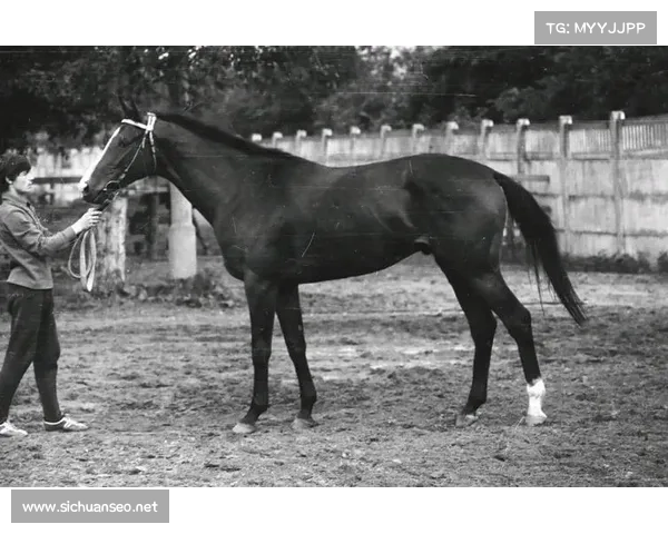 纯血马赛事_中国马业协会纯血马速度赛赛事规则